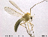  (Dicrotendipes sp. 2TE - TRD-CH38)  @13 [ ] CreativeCommons - Attribution Non-Commercial Share-Alike (2013) NTNU Museum of Natural History and Archaeology NTNU Museum of Natural History and Archaeology