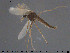  (Bryophaenocladius subparallelus - TRD-CH400)  @11 [ ] CreativeCommons - Attribution Non-Commercial Share-Alike (2015) NTNU University Museum, Department of Natural History NTNU University Museum, Department of Natural History