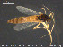  (Microtendipes brevitarsis - TRD-CH426)  @13 [ ] CreativeCommons - Attribution Non-Commercial Share-Alike (2015) NTNU University Museum, Department of Natural History NTNU University Museum, Department of Natural History