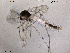  (Ablabesmyia sp. 2ES - TRD-CH7)  @11 [ ] CreativeCommons - Attribution Non-Commercial Share-Alike (2013) NTNU Museum of Natural History and Archaeology NTNU Museum of Natural History and Archaeology