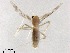  (Macropelopia sp. 1XL - DLC38)  @11 [ ] CreativeCommons-Attribution Non-Commercial Share-Alike (2020) Xiaolong Lin Nankai University, College of Life Sciences