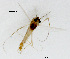  (Neozavrelia sp. 3XL - CHCH194)  @11 [ ] CreativeCommons - Attribution Non-Commercial Share-Alike (2017) Xiaolong Lin Norwegian University of Science and Technology