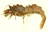  (Sclerocrangon ferox - BIOUG00940-B03)  @15 [ ] CreativeCommons - Attribution (2011) CBG Photography Group Centre for Biodiversity Genomics