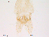  (Orthocladius cf. abiskoensis - Finnmark426)  @13 [ ] CreativeCommons - Attribution Non-Commercial Share-Alike (2012) NTNU Museum of Natural History and Archaeology NTNU Museum of Natural History and Archaeology