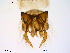  (Chironomus storai - Finnmark453)  @12 [ ] CreativeCommons - Attribution Non-Commercial Share-Alike (2012) NTNU Museum of Natural History and Archaeology NTNU Museum of Natural History and Archaeology