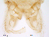  (Bryophaenocladius dentatus - Finnmark488)  @13 [ ] CreativeCommons - Attribution Non-Commercial Share-Alike (2012) NTNU Museum of Natural History and Archaeology NTNU Museum of Natural History and Archaeology