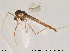  (Paratanytarsus sp. 9TE - Finnmark501)  @13 [ ] CreativeCommons - Attribution Non-Commercial Share-Alike (2012) NTNU Museum of Natural History and Archaeology NTNU Museum of Natural History and Archaeology