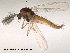  (Heterotanytarsus - Finnmark537)  @14 [ ] CreativeCommons - Attribution Non-Commercial Share-Alike (2012) NTNU Museum of Natural History and Archaeology NTNU Museum of Natural History and Archaeology