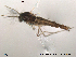  (Hydrosmittia sp. 3ES - Finnmark618)  @13 [ ] CreativeCommons - Attribution Non-Commercial Share-Alike (2012) NTNU Museum of Natural History and Archaeology NTNU Museum of Natural History and Archaeology