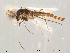  (Psectrocladius sp. 7TE - Finnmark145)  @14 [ ] CreativeCommons - Attribution Non-Commercial Share-Alike (2012) NTNU Museum of Natural History and Archaeology NTNU Museum of Natural History and Archaeology