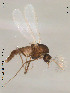  (Smittia sp. 10ES - Finnmark162)  @14 [ ] CreativeCommons - Attribution Non-Commercial Share-Alike (2012) NTNU Museum of Natural History and Archaeology NTNU Museum of Natural History and Archaeology