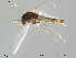  (Thienemanniella vittata - Finnmark266)  @13 [ ] CreativeCommons - Attribution Non-Commercial Share-Alike (2012) NTNU Museum of Natural History and Archaeology NTNU Museum of Natural History and Archaeology