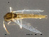  (Parakiefferiella cf. bilobata - Finnmark29)  @13 [ ] CreativeCommons - Attribution Non-Commercial Share-Alike (2012) NTNU Museum of Natural History and Archaeology NTNU Museum of Natural History and Archaeology