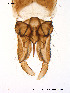  (Stictochironomus sp. 3TE - Finnmark51)  @12 [ ] CreativeCommons - Attribution Non-Commercial Share-Alike (2012) NTNU Museum of Natural History and Archaeology NTNU Museum of Natural History and Archaeology