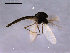  (Hydrobaenus lapponicus - Finnmark681)  @12 [ ] CreativeCommons - Attribution Non-Commercial Share-Alike (2011) NTNU Museum of Natural History and Archaeology NTNU Museum of Natural History and Archaeology