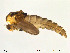  (Orthocladius saxosus - Finnmark753)  @14 [ ] CreativeCommons - Attribution Non-Commercial Share-Alike (2012) NTNU Museum of Natural History and Archaeology NTNU Museum of Natural History and Archaeology