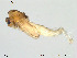  (Corynoneura sp. 20ES - Finnmark768)  @12 [ ] CreativeCommons - Attribution Non-Commercial Share-Alike (2012) NTNU Museum of Natural History and Archaeology NTNU Museum of Natural History and Archaeology