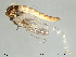  (Heterotrissocladius grimshawi - Finnmark796)  @13 [ ] CreativeCommons - Attribution Non-Commercial Share-Alike (2012) NTNU Museum of Natural History and Archaeology NTNU Museum of Natural History and Archaeology