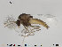  (Corynoneurella paludosa - Finnmark856)  @14 [ ] CreativeCommons - Attribution Non-Commercial Share-Alike (2015) NTNU University Museum, Department of Natural History NTNU University Museum, Department of Natural History