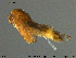  (Eukiefferiella pseudomontana - Finnmark875)  @11 [ ] Creative Commons  Attribution Non-Commercial Share-Alike (2016) NTNU University Museum, Department of Natural History NTNU University Museum, Department of Natural History