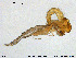  (Orthocladius sp. 18TE - Finnmark879)  @11 [ ] Creative Commons  Attribution Non-Commercial Share-Alike (2016) NTNU University Museum, Department of Natural History NTNU University Museum, Department of Natural History