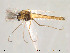  (Psectrocladius sp. 6TE - Finnmark99)  @14 [ ] CreativeCommons - Attribution Non-Commercial Share-Alike (2012) NTNU Museum of Natural History and Archaeology NTNU Museum of Natural History and Archaeology