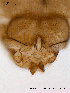  ( - BJ124)  @12 [ ] CreativeCommons - Attribution Non-Commercial Share-Alike (2011) NTNU Museum of Natural History and Archaeology NTNU Museum of Natural History and Archaeology