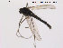  (Orthocladius mixtus - BJ188)  @13 [ ] CreativeCommons - Attribution Non-Commercial Share-Alike (2013) NTNU Museum of Natural History and Archaeology NTNU Museum of Natural History and Archaeology