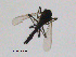  (Smittia sp. 25ES - GL67)  @12 [ ] CreativeCommons - Attribution Non-Commercial Share-Alike (2011) NTNU Museum of Natural History and Archaeology NTNU Museum of Natural History and Archaeology