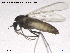  (Hydrosmittia sp. 1ES - SV 728)  @12 [ ] CreativeCommons - Attribution Non-Commercial Share-Alike (2013) NTNU Museum of Natural History and Archaeology NTNU Museum of Natural History and Archaeology