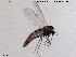  (Bryophaenocladius sp. 5ES - SV 856)  @13 [ ] CreativeCommons - Attribution Non-Commercial Share-Alike (2013) NTNU Museum of Natural History and Archaeology NTNU Museum of Natural History and Archaeology
