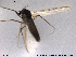  (Smittia sp. 26ES - SV 879)  @12 [ ] CreativeCommons - Attribution Non-Commercial Share-Alike (2013) NTNU Museum of Natural History and Archaeology NTNU Museum of Natural History and Archaeology