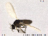  (Smittia sp. 2ES - SV 899)  @13 [ ] CreativeCommons - Attribution Non-Commercial Share-Alike (2013) NTNU Museum of Natural History and Archaeology NTNU Museum of Natural History and Archaeology
