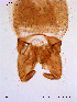  ( - SOE54)  @12 [ ] CreativeCommons - Attribution Non-Commercial Share-Alike (2010) NTNU Museum of Natural History and Archaeology NTNU Museum of Natural History and Archaeology
