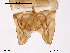  ( - CHIR_CH187)  @12 [ ] CreativeCommons - Attribution Non-Commercial Share-Alike (2010) Unspecified NTNU Museum of Natural History and Archaeology