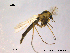  ( - CHIR_CH578)  @13 [ ] CreativeCommons - Attribution Non-Commercial Share-Alike (2010) Unspecified NTNU Museum of Natural History and Archaeology