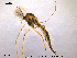  (Glyptotendipes lobiferus - CHIR_CH586)  @13 [ ] CreativeCommons - Attribution Non-Commercial Share-Alike (2010) Unspecified NTNU Museum of Natural History and Archaeology