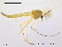  (Demicryptochironomus cf. evgenii - CHIR_CH591)  @15 [ ] CreativeCommons - Attribution Non-Commercial Share-Alike (2010) Unspecified NTNU Museum of Natural History and Archaeology