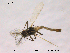  (Limnophyes sp. 12ES - CHIR_CH619)  @13 [ ] CreativeCommons - Attribution Non-Commercial Share-Alike (2010) Unspecified NTNU Museum of Natural History and Archaeology
