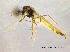  (Endochironomus nigricans - CHIR_CH621)  @14 [ ] CreativeCommons - Attribution Non-Commercial Share-Alike (2010) Unspecified NTNU Museum of Natural History and Archaeology