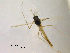  (Phaenopsectra punctipes - CHIR_CH644)  @13 [ ] CreativeCommons - Attribution Non-Commercial Share-Alike (2010) Unspecified NTNU Museum of Natural History and Archaeology