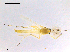  (Parachironomus frequens - CHIR_CH651)  @13 [ ] CreativeCommons - Attribution Non-Commercial Share-Alike (2010) Unspecified NTNU Museum of Natural History and Archaeology