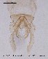  (Micropsectra penicillata - CHIR_CH9)  @13 [ ] CreativeCommons - Attribution Non-Commercial Share-Alike (2010) Unspecified NTNU Museum of Natural History and Archaeology