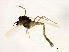  (Tanytarsus mendax - HLC-27012)  @15 [ ] CreativeCommons - Attribution (2009) Unspecified Centre for Biodiversity Genomics