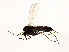  (Metriocnemus sp. 1ES - HLC-27021)  @13 [ ] CreativeCommons - Attribution (2009) Unspecified Centre for Biodiversity Genomics