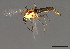  (Orthocladius sp. TE05 - HLC-26984)  @13 [ ] CreativeCommons - Attribution (2009) Unspecified Centre for Biodiversity Genomics