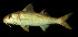  (Mulloidichthys vanicolensis - CIFEFGB MV-01)  @14 [ ] CreativeCommons - Attribution Non-Commercial (1973) Randall, John E. Fishbase