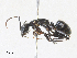  (Camponotus vicinus_dark_form - CBG-A17507-B09)  @11 [ ] CreativeCommons - Attribution Share - Alike (2024) CBG Photography Group Centre for Biodiversity Genomics