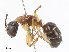  (Camponotus clarithorax - CBG-A13339-C06)  @11 [ ] CreativeCommons - Attribution Share - Alike (2023) CBG Photography Group Centre for Biodiversity Genomics