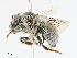  (Anthophora columbariae - CBG-A14989-G02)  @11 [ ] CreativeCommons - Attribution Share - Alike (2023) CBG Photography Group Centre for Biodiversity Genomics